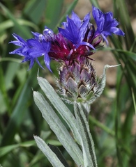 Centaurea depressa