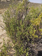 Euryops oligoglossus