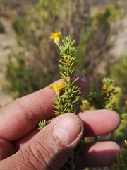 Euryops oligoglossus