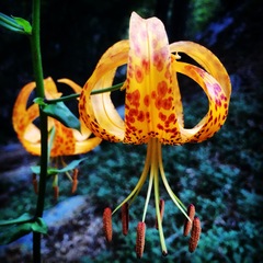 Lilium humboldtii