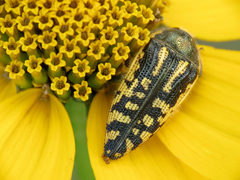 Acmaeodera amplicollis
