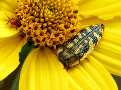 Acmaeodera amplicollis