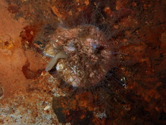Chlamys hastata