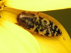 Acmaeodera decipiens