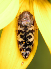 Acmaeodera decipiens