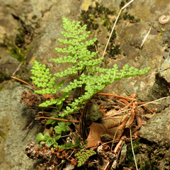 Myriopteris fendleri