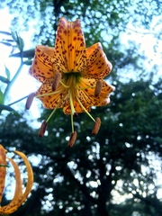 Lilium humboldtii