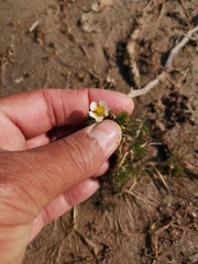 Ranunculus rionii