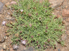 Centaurea gadorensis