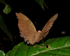 Dophla evelina