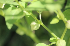 Physalis solanacea