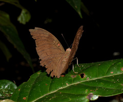 Dophla evelina