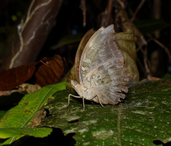 Dophla evelina