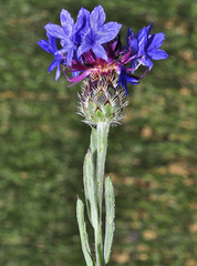 Centaurea depressa