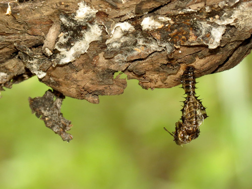 Blue Fungus Beetle