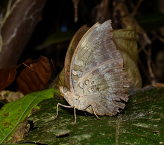 Dophla evelina