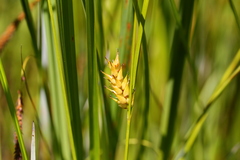 Carex exsiccata
