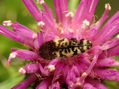 Acmaeodera decipiens