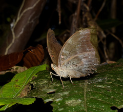 Dophla evelina