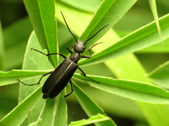 Epicauta cinctipennis