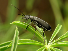 Epicauta cinctipennis