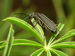 Epicauta cinctipennis