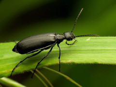 Epicauta cinctipennis