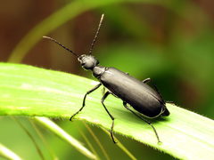 Epicauta cinctipennis