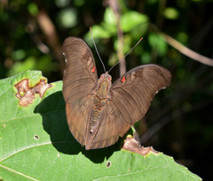 Dophla evelina