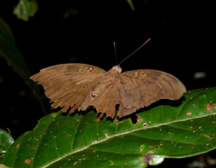 Dophla evelina