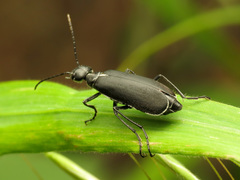 Epicauta cinctipennis