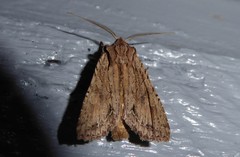 Ichneutica averilla