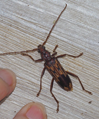 Phoracantha synonyma