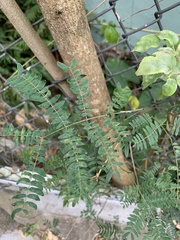 Adenanthera pavonina
