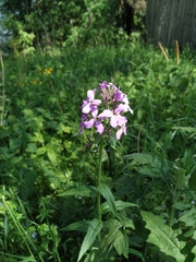 Hesperis pycnotricha