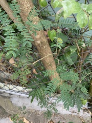 Adenanthera pavonina
