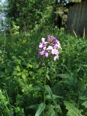 Hesperis pycnotricha