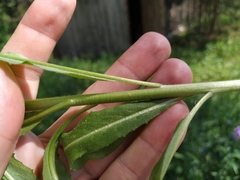 Hesperis pycnotricha