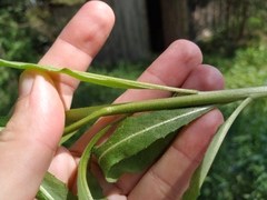 Hesperis pycnotricha