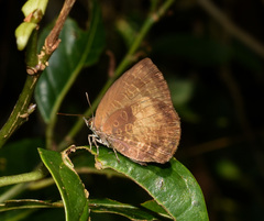 Arhopala perimuta