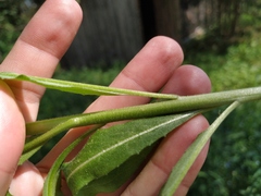 Hesperis pycnotricha