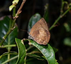 Arhopala perimuta
