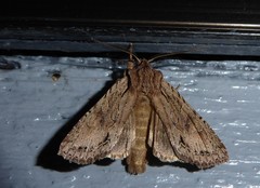 Ichneutica averilla
