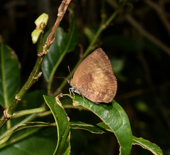 Arhopala perimuta