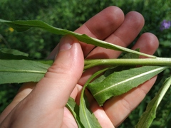 Hesperis pycnotricha
