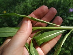 Hesperis pycnotricha