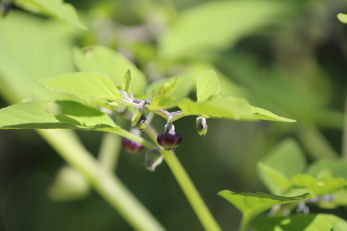 Image of Physalis solanacea by (c) José Belem Hernández Díaz, some rights reserved (CC BY)