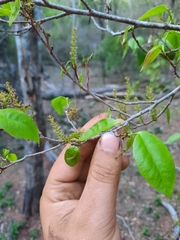 Excoecaria dallachyana