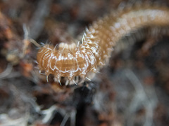 Conotylidae