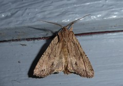 Ichneutica averilla